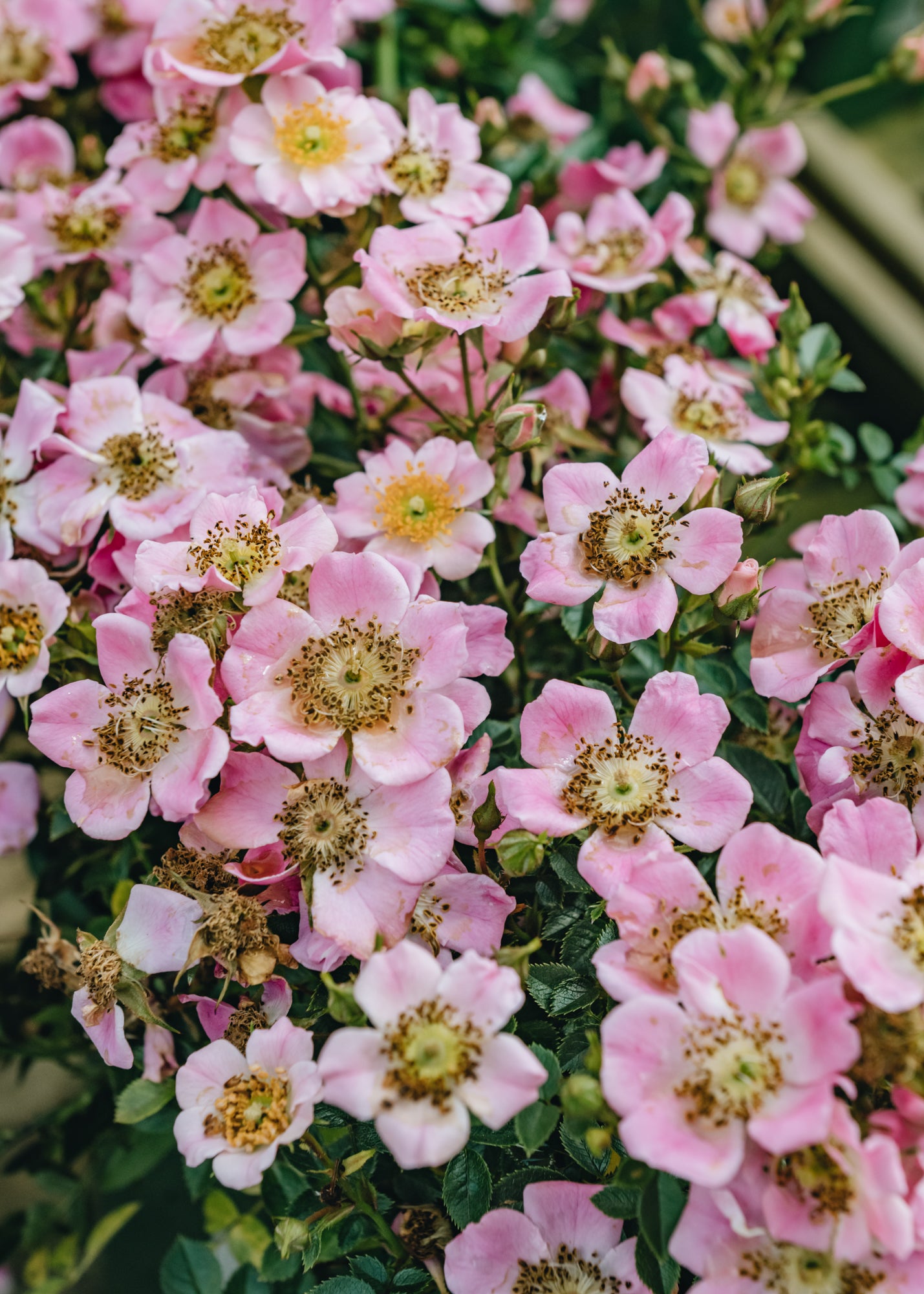David Austin Centre Stage AGM Rose | Burford Garden Co.