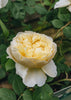 Rosa Charles Darwin®