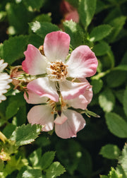 Rosa Cutie Pie