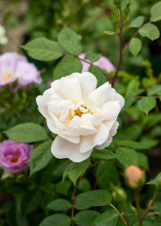 David Austin Roses Rosa Sir David Beckham