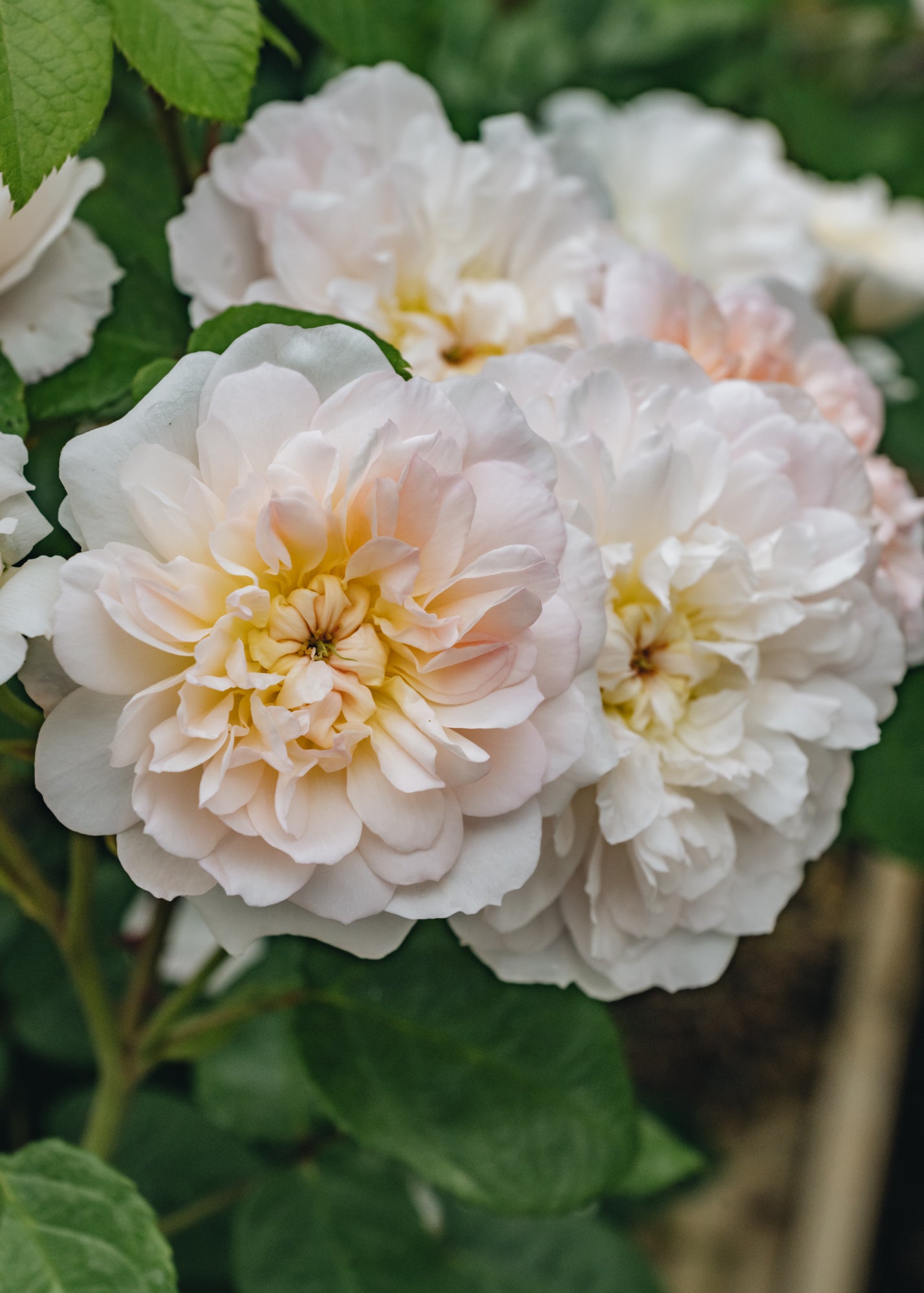 David Austin Elizabeth Rose | Burford Garden Co.
