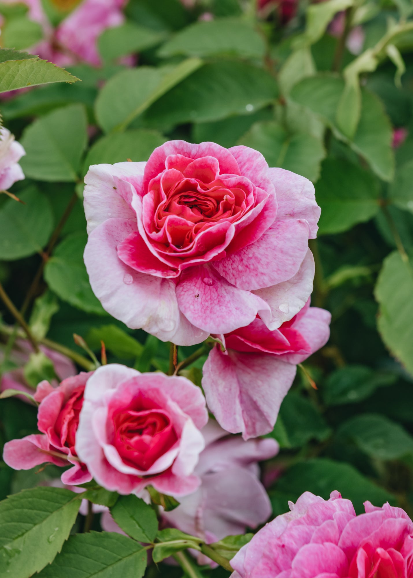 Rosa England's Rose