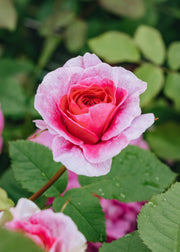 David Austin England's Rose