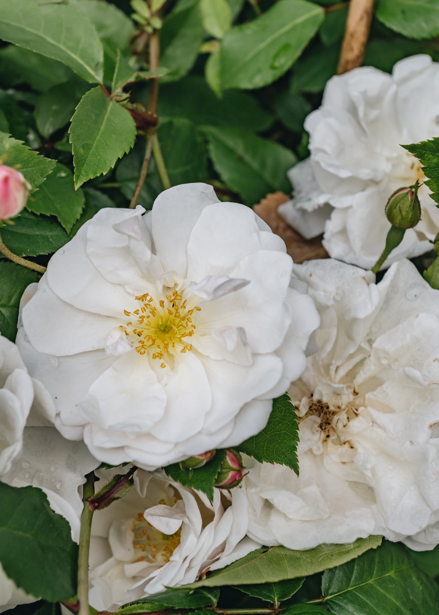 David Austin Roses Rosa Félicité-Perpétue AGM