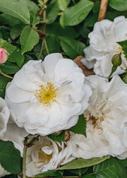 David Austin Roses Rosa Félicité-Perpétue AGM