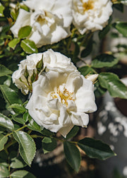 Roses Rosa Flower Carpet White, 3L