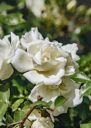 Memento Rosa Flower Carpet White, 3L