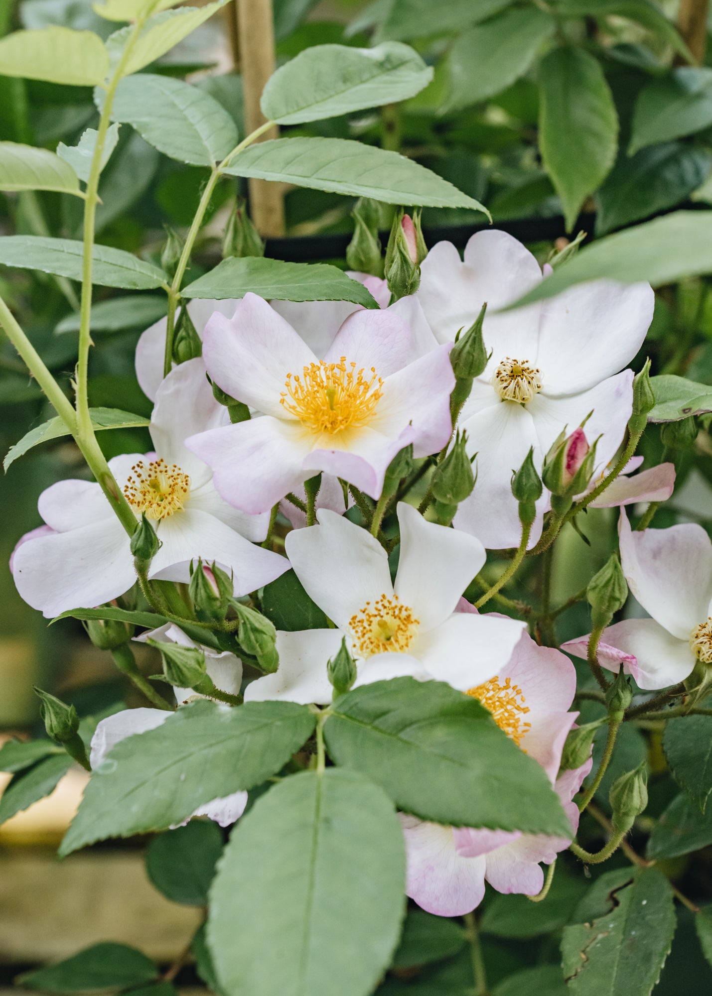 David Austin Francis E Lester AGM Rose