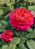 Rosa Gabriel Oak®