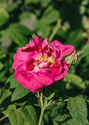 Rosa 'Gallica Officinalis', 4L