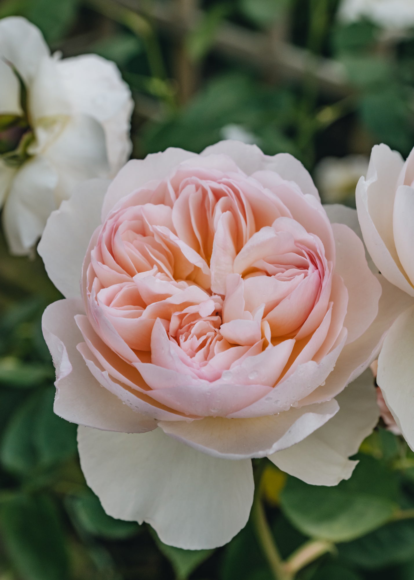 David Austin Roses Rosa Gentle Hermione®