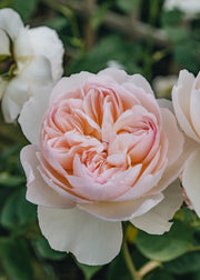 David Austin Roses Rosa Gentle Hermione®