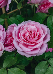 Gertrude Jekyll Climbing Rose