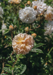 Rosa Ghislaine De Feligonde AGM