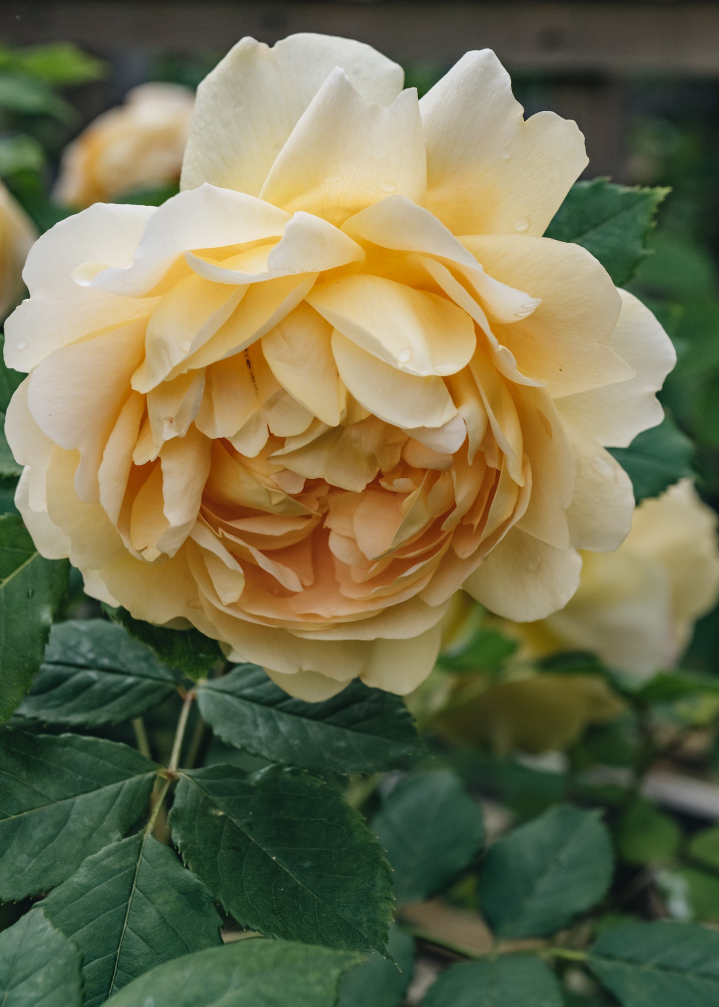 David Austin Golden Celebration AGM Rose