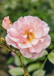 Burford Garden Co. Rosa ‘Happy Retirement', 3L