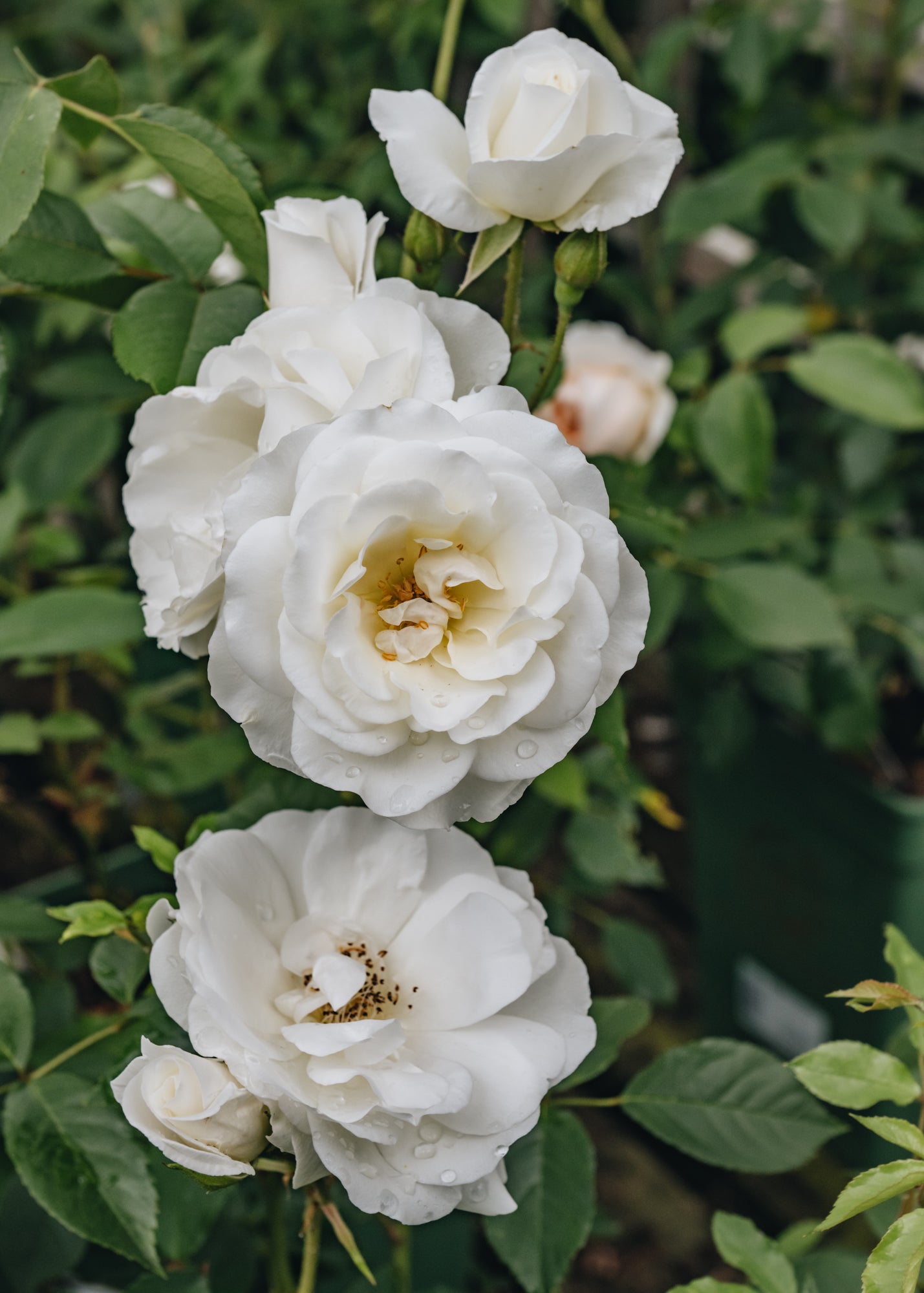 David Austin Iceberg Shrub Rose David Austin Roses Burford Garden Co.