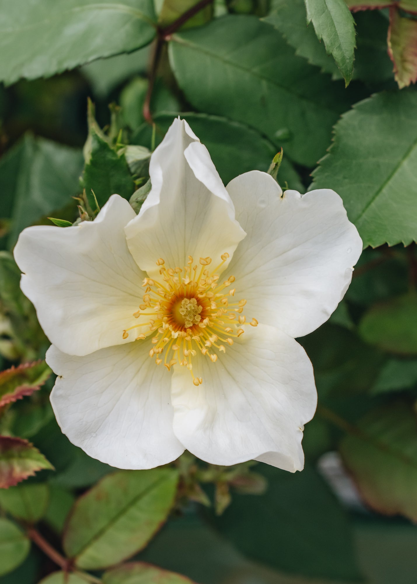 David Austin Roses Rosa Kew Gardens®