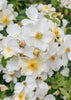 Rosa Kew Gardens®