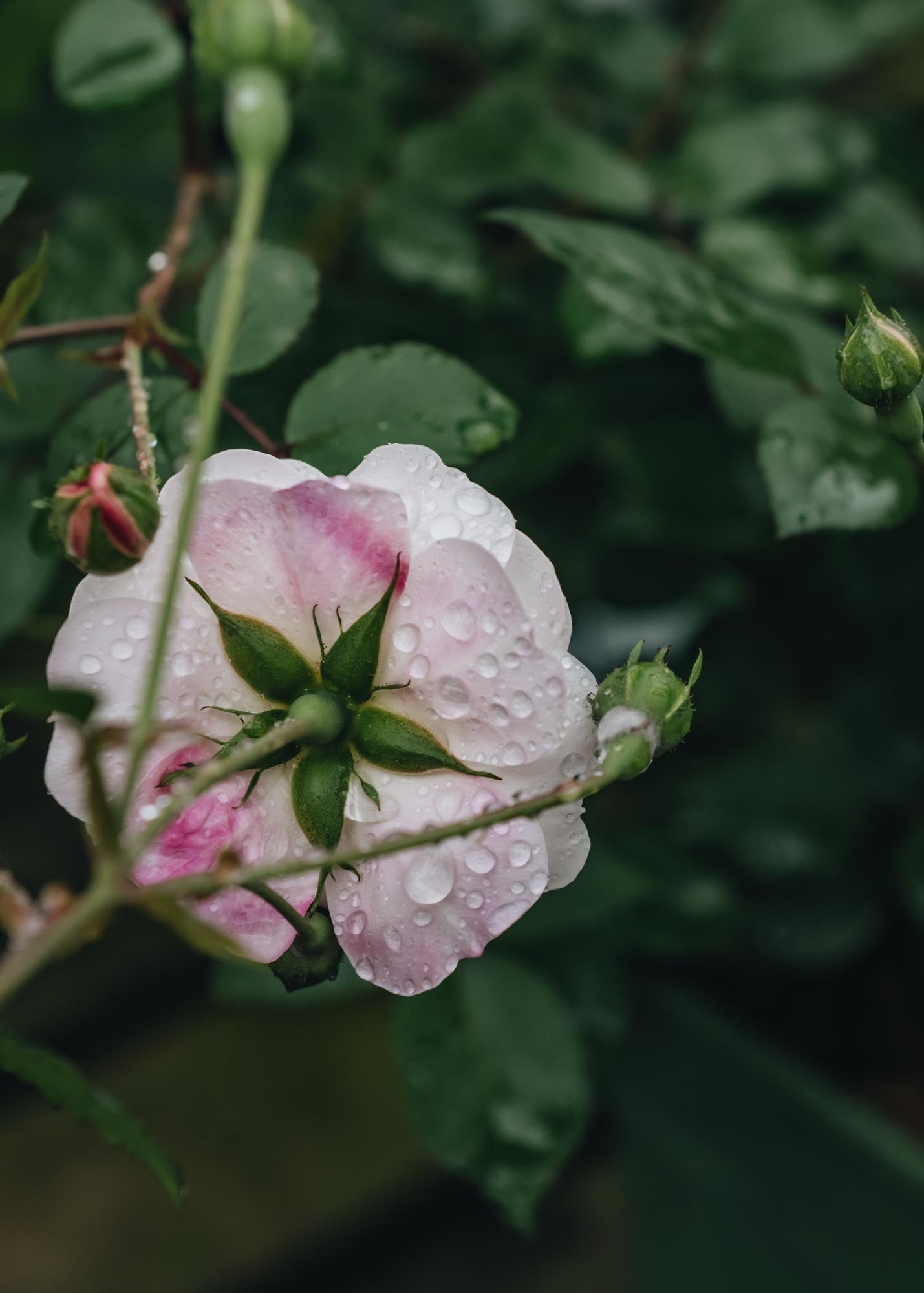 Rosa Little White Pet