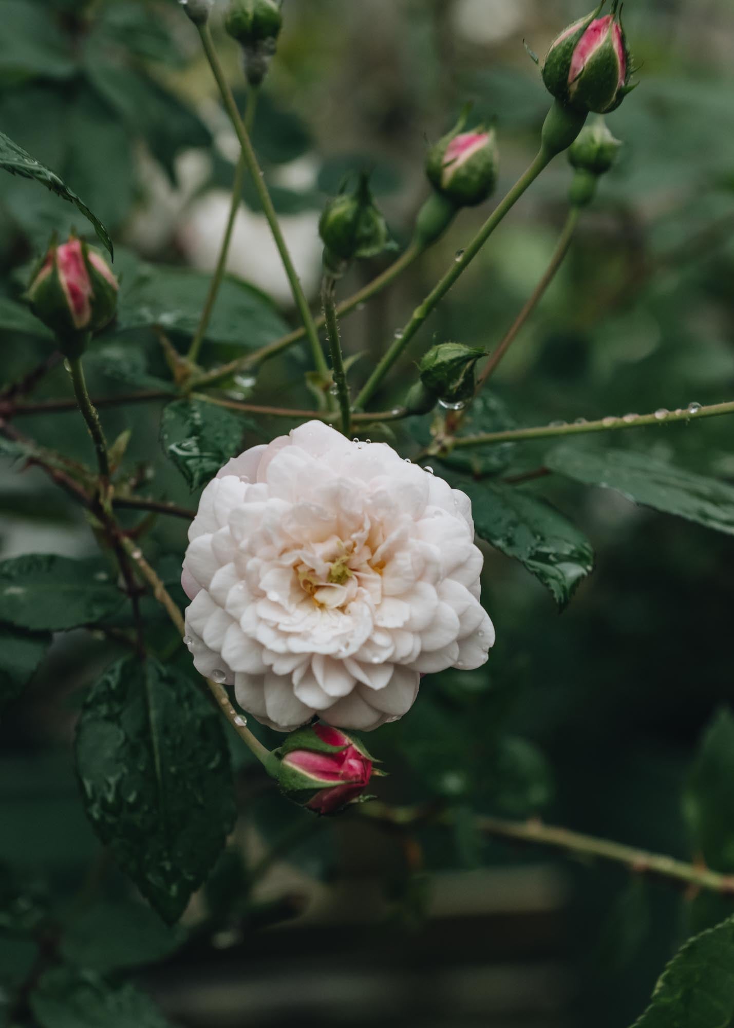Rosa Little White Pet