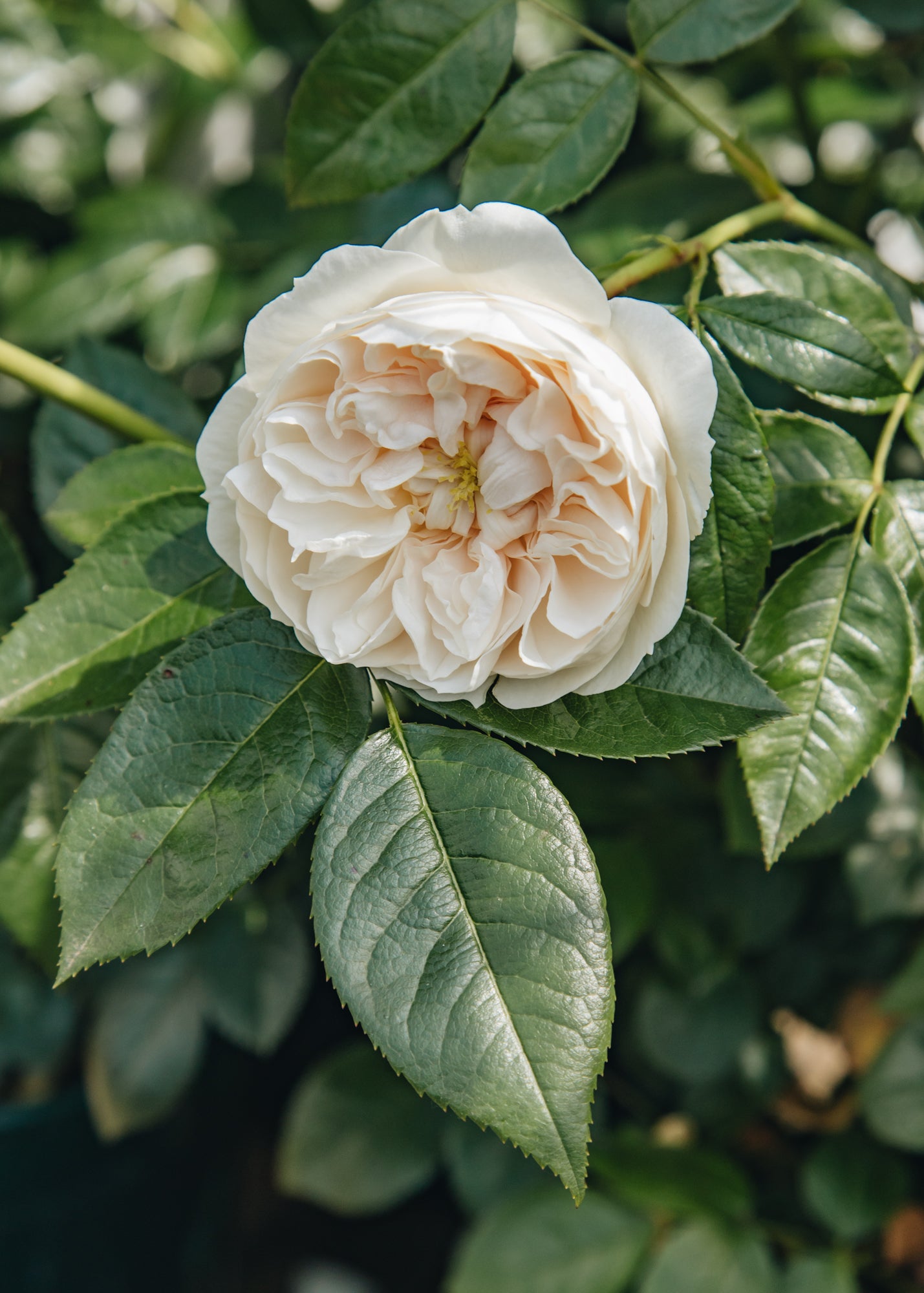 Rosa Macmillan Nurse, 4L