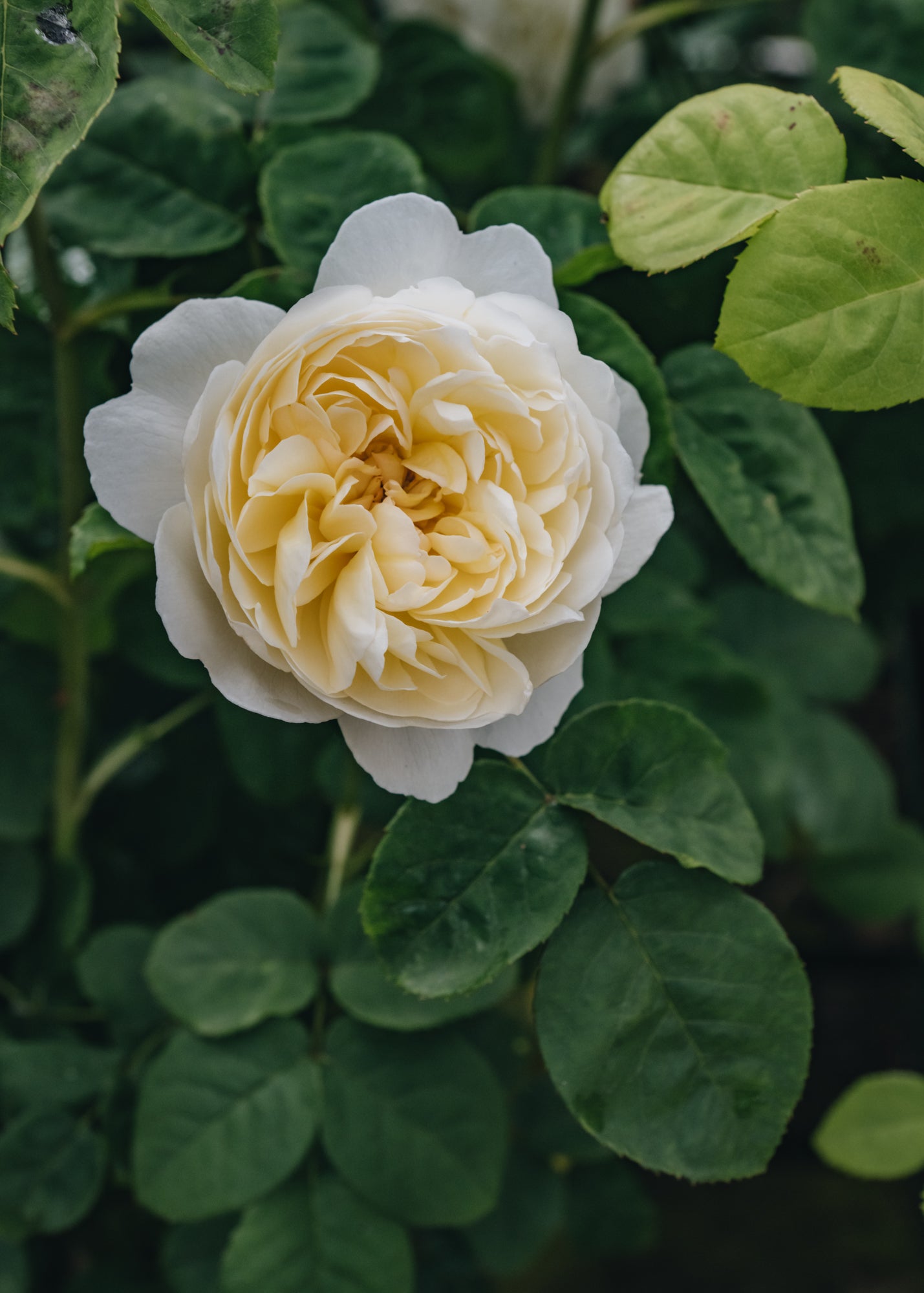 David Austin Roses David Austin Nye Bevan Rose