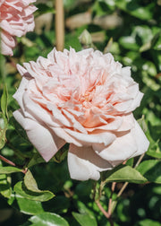 Rosa Paul Noel