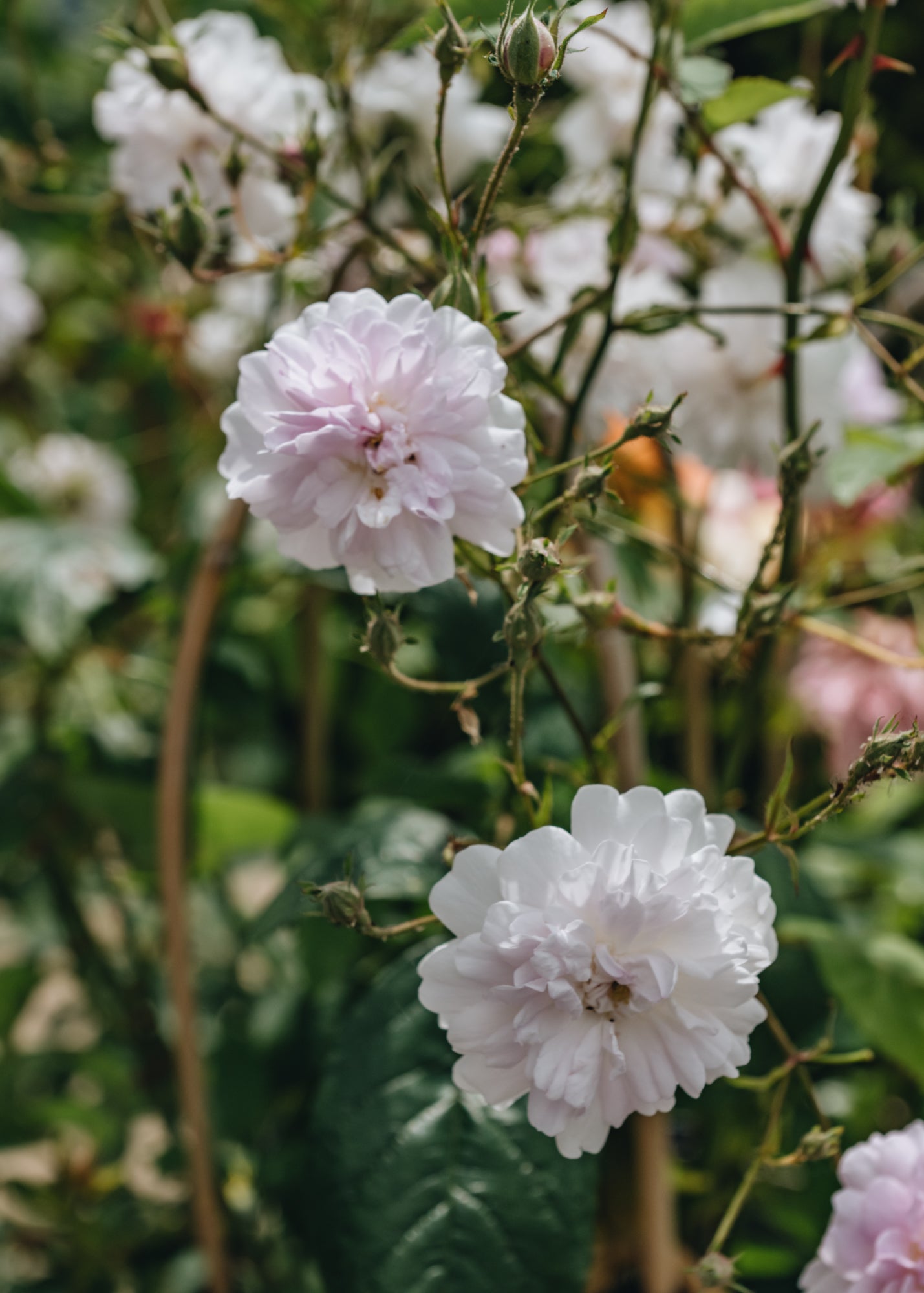 David Austin Roses Rosa Paul's Himalayan Musk AGM