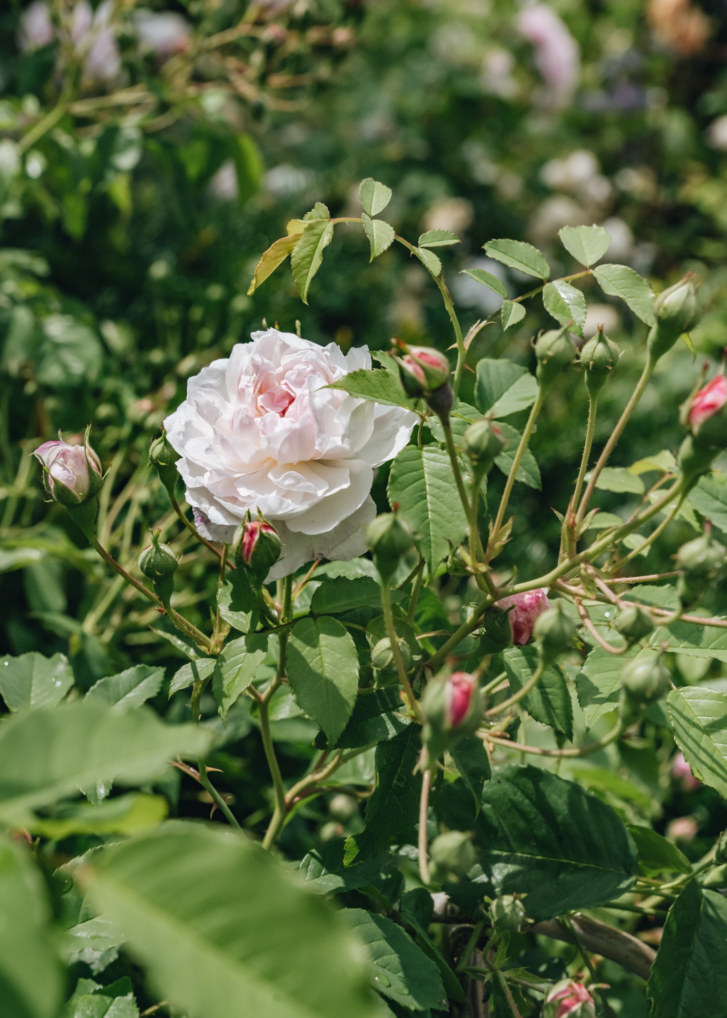 David Austin Roses Rosa Princess Louise