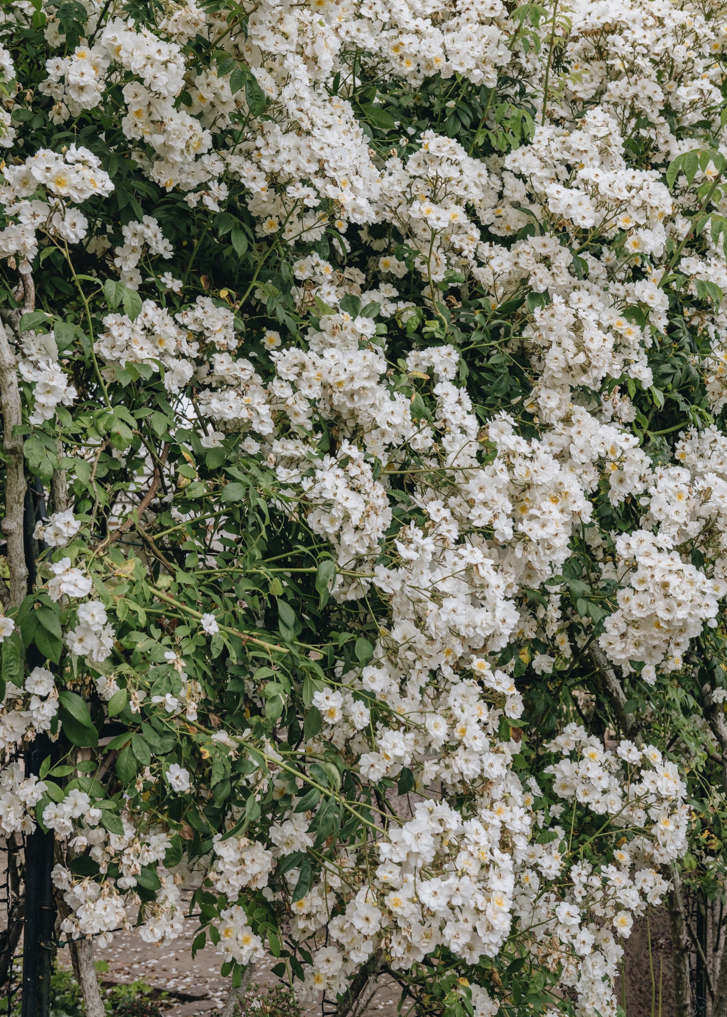 Rosa Rambling Rector