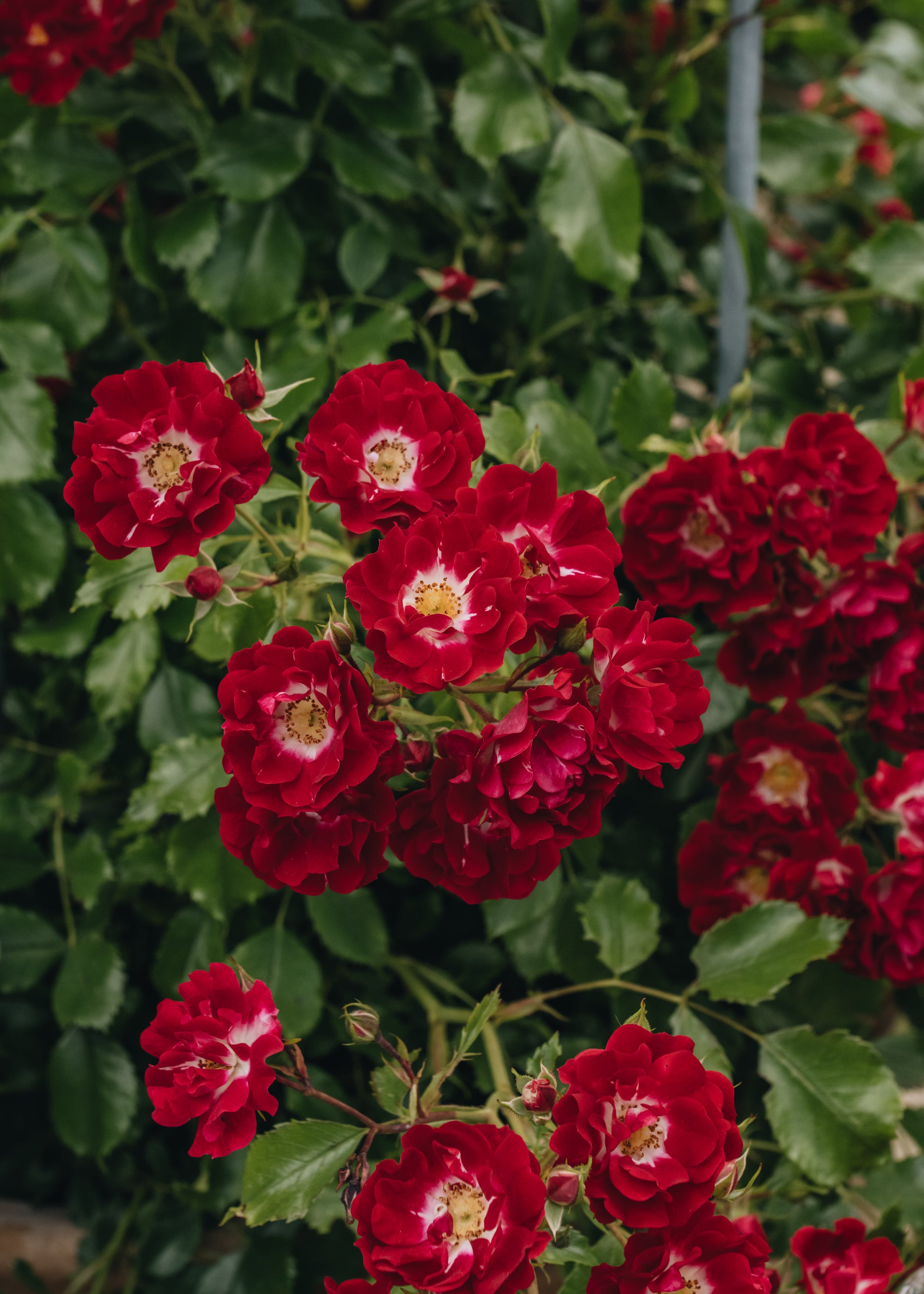 Rosa Rambling Rosie AGM | David Austin Roses | Burford Garden Co.