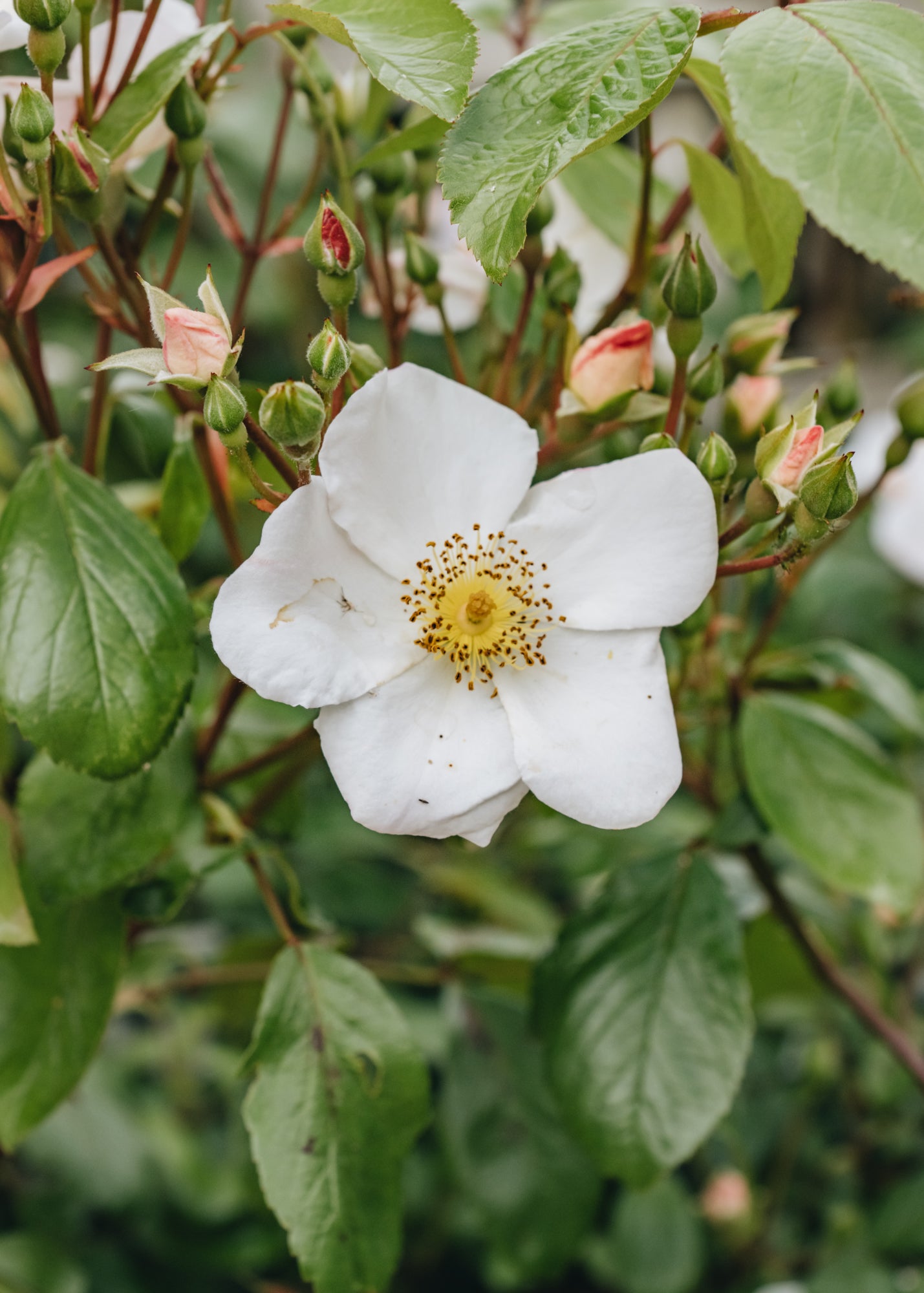 David Austin Roses David Austin Rushing Stream Rose