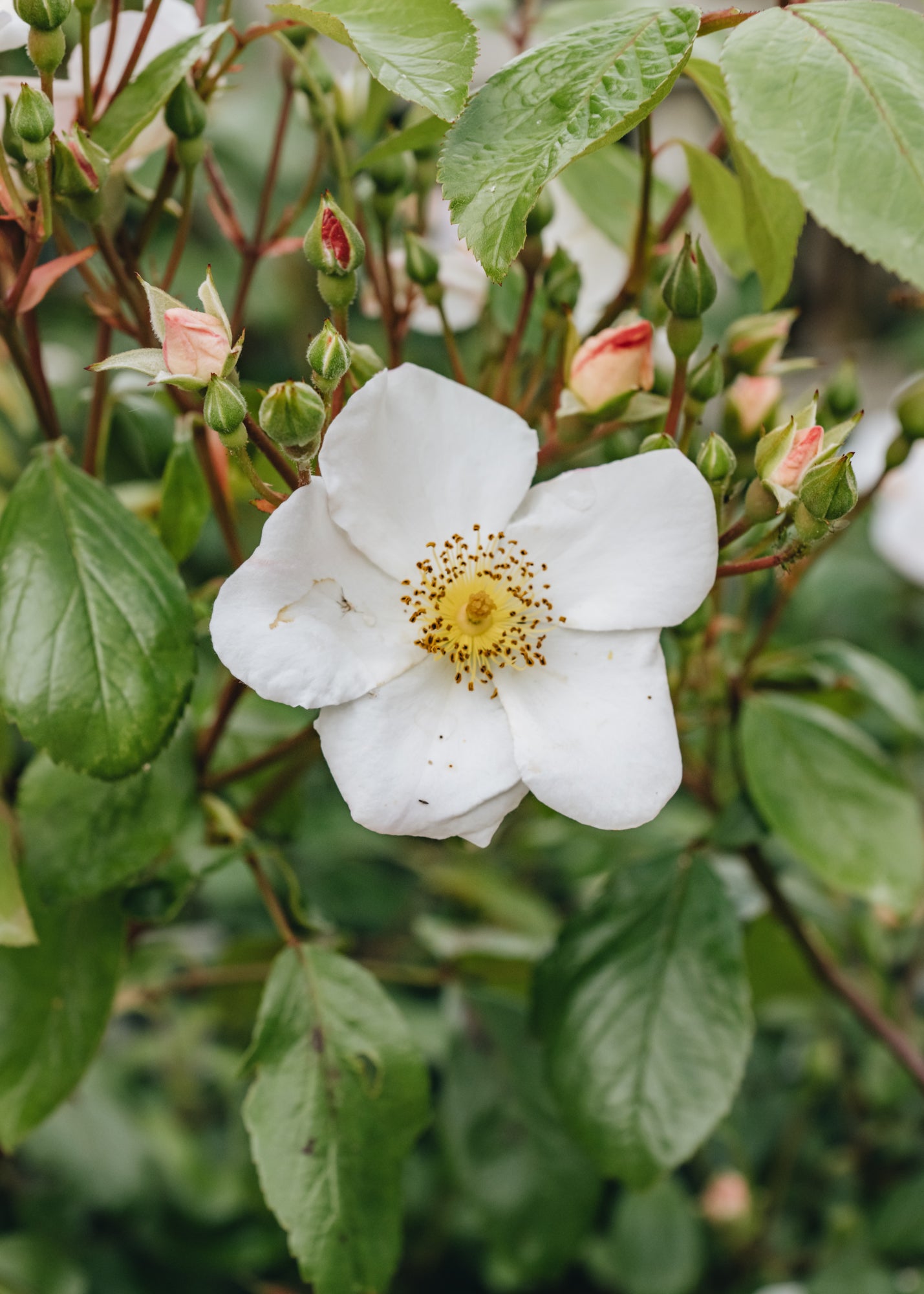 Rosa Rushing Stream