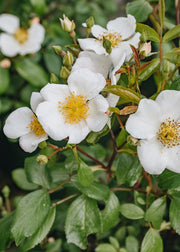 Rosa Rushing Stream