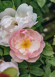 David Austin Scarborough Fair AGM Rose