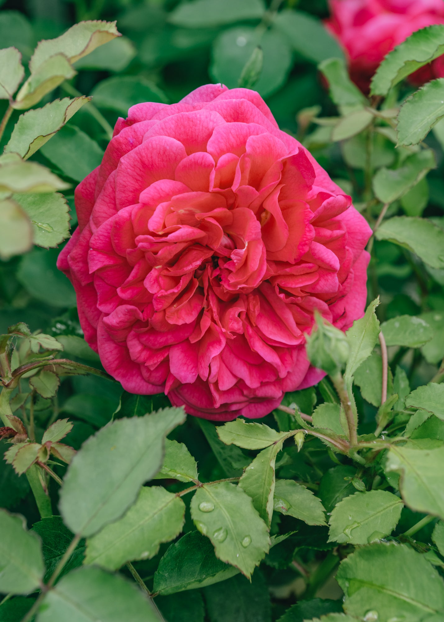 David Austin  Sir John Betjeman Rose