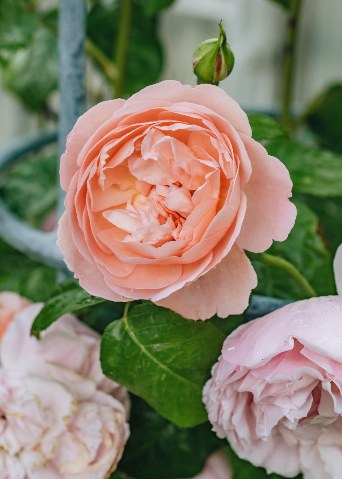 David Austin Strawberry Hill Rose