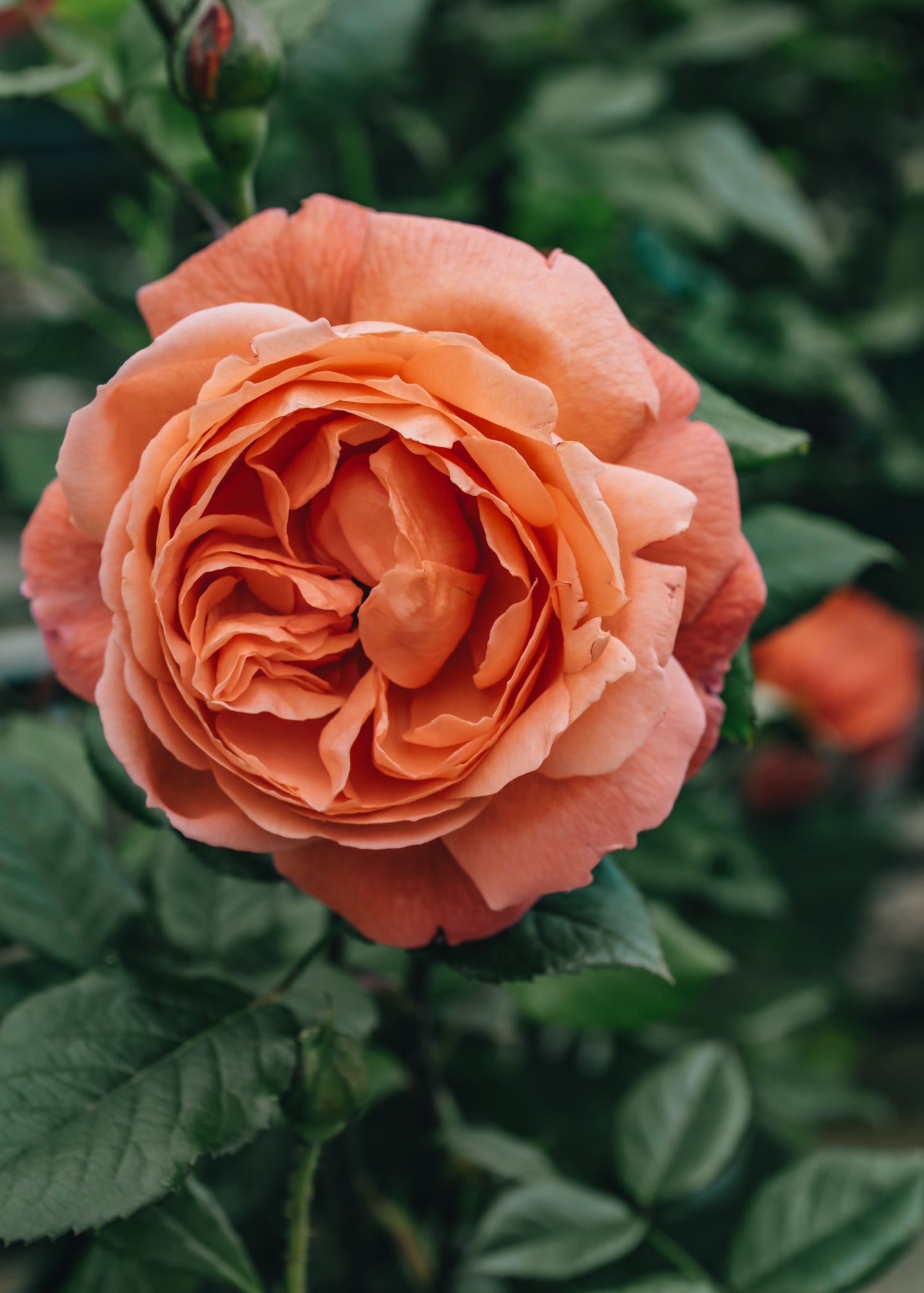 David Austin Summer Song Rose