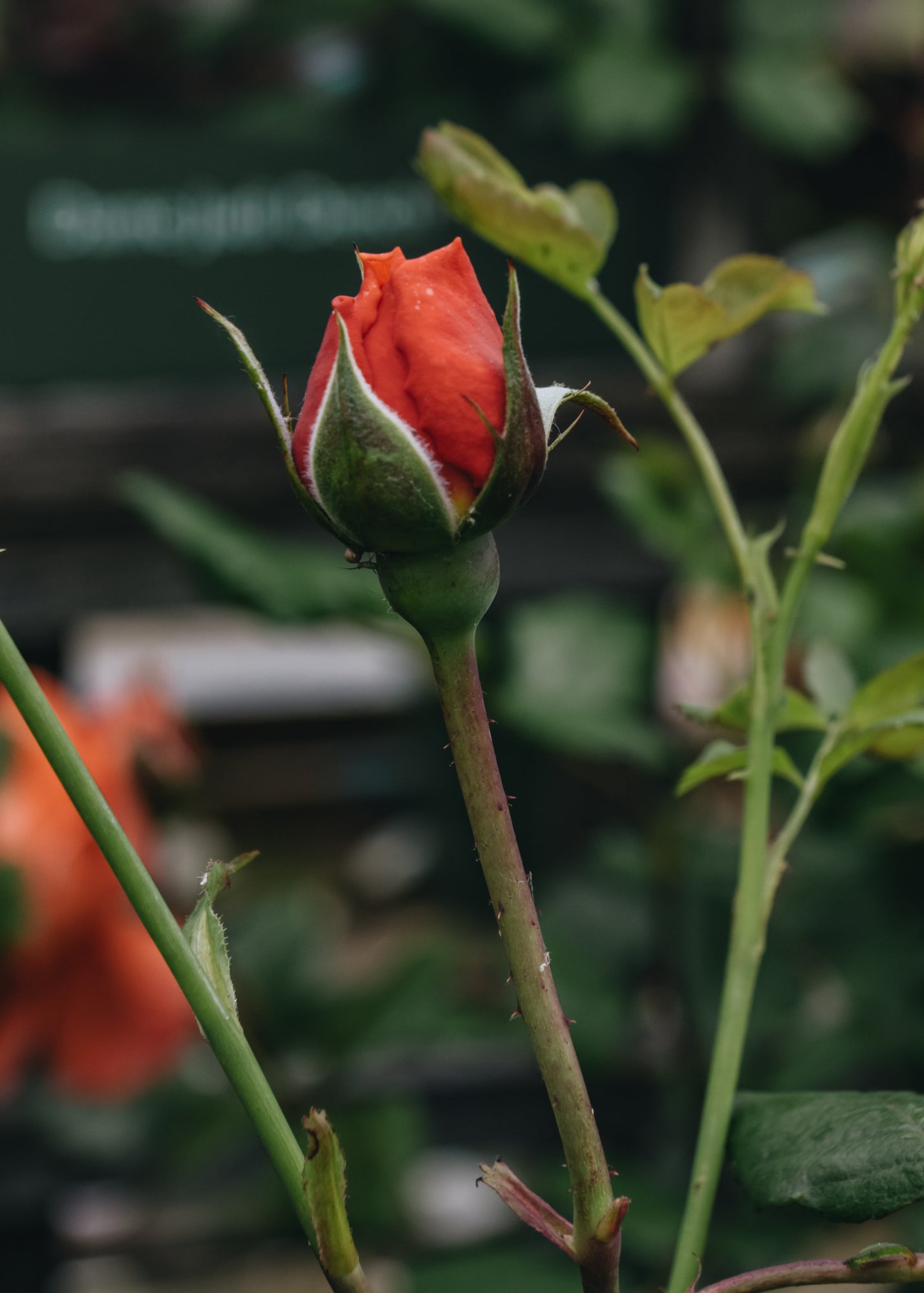 David Austin Summer Song Rose