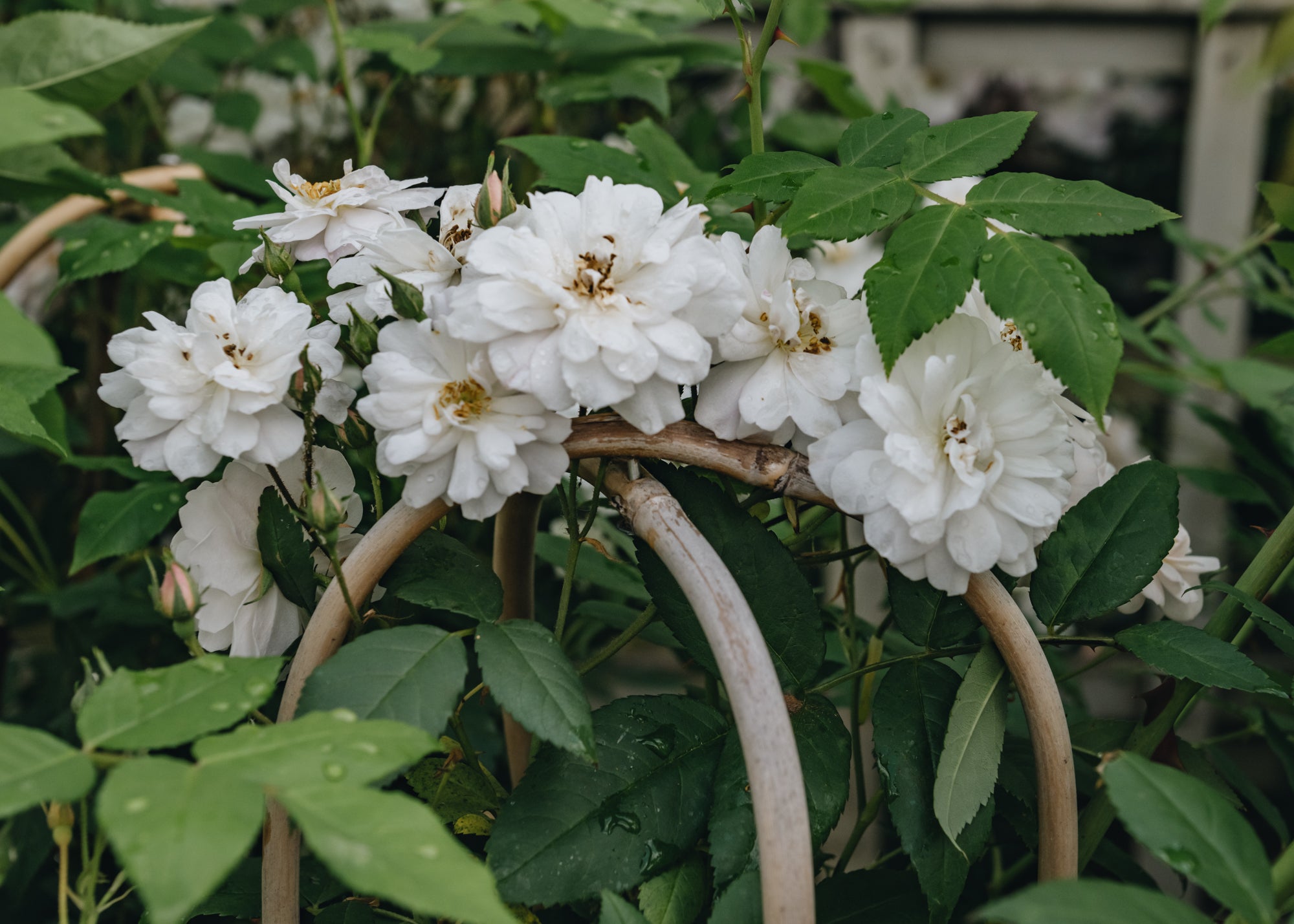 Rosa The Garland | David Austin Roses | Burford Garden Co.