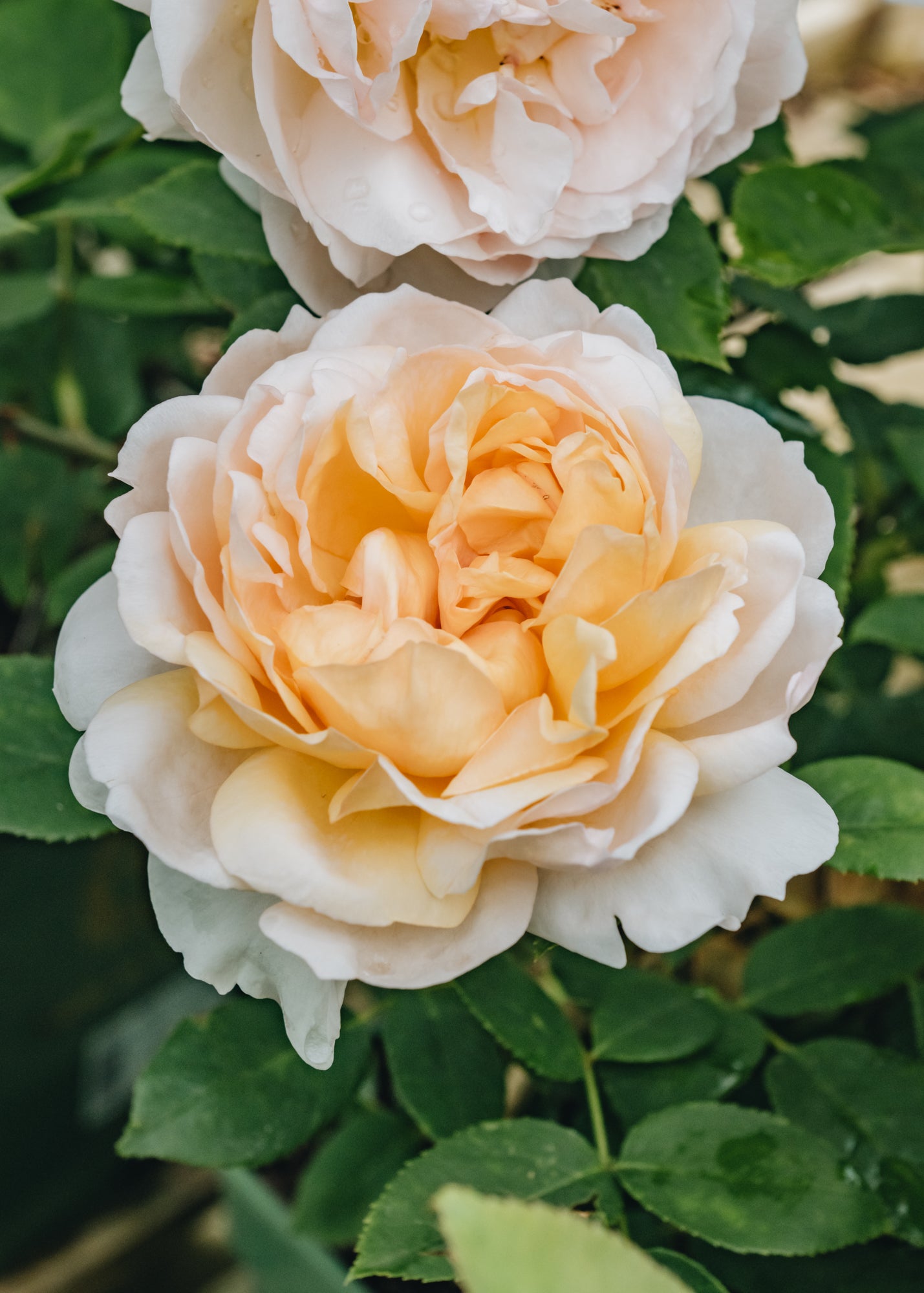 David Austin The Lady Gardener