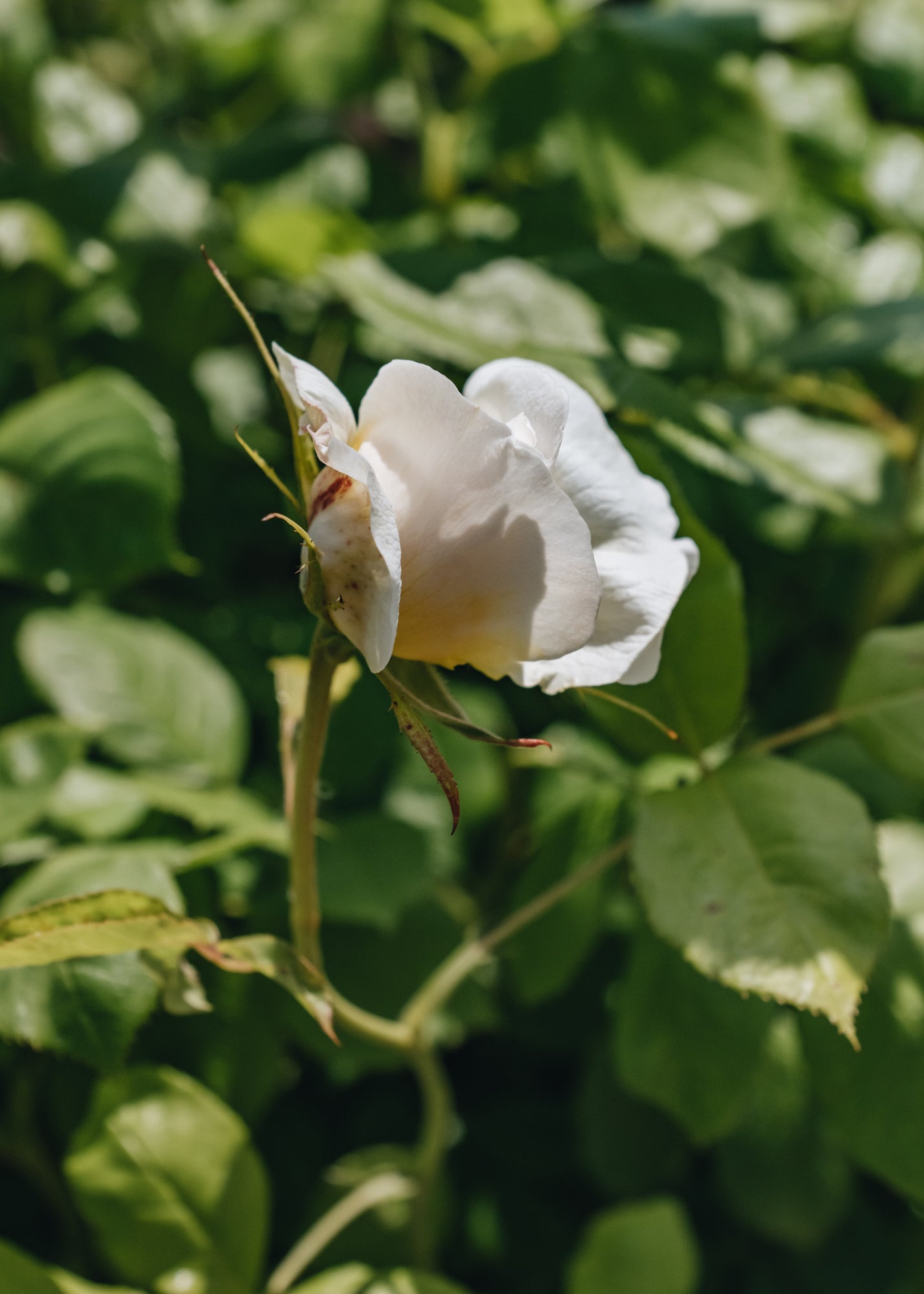 David Austin Roses Rosa Vanessa Bell®