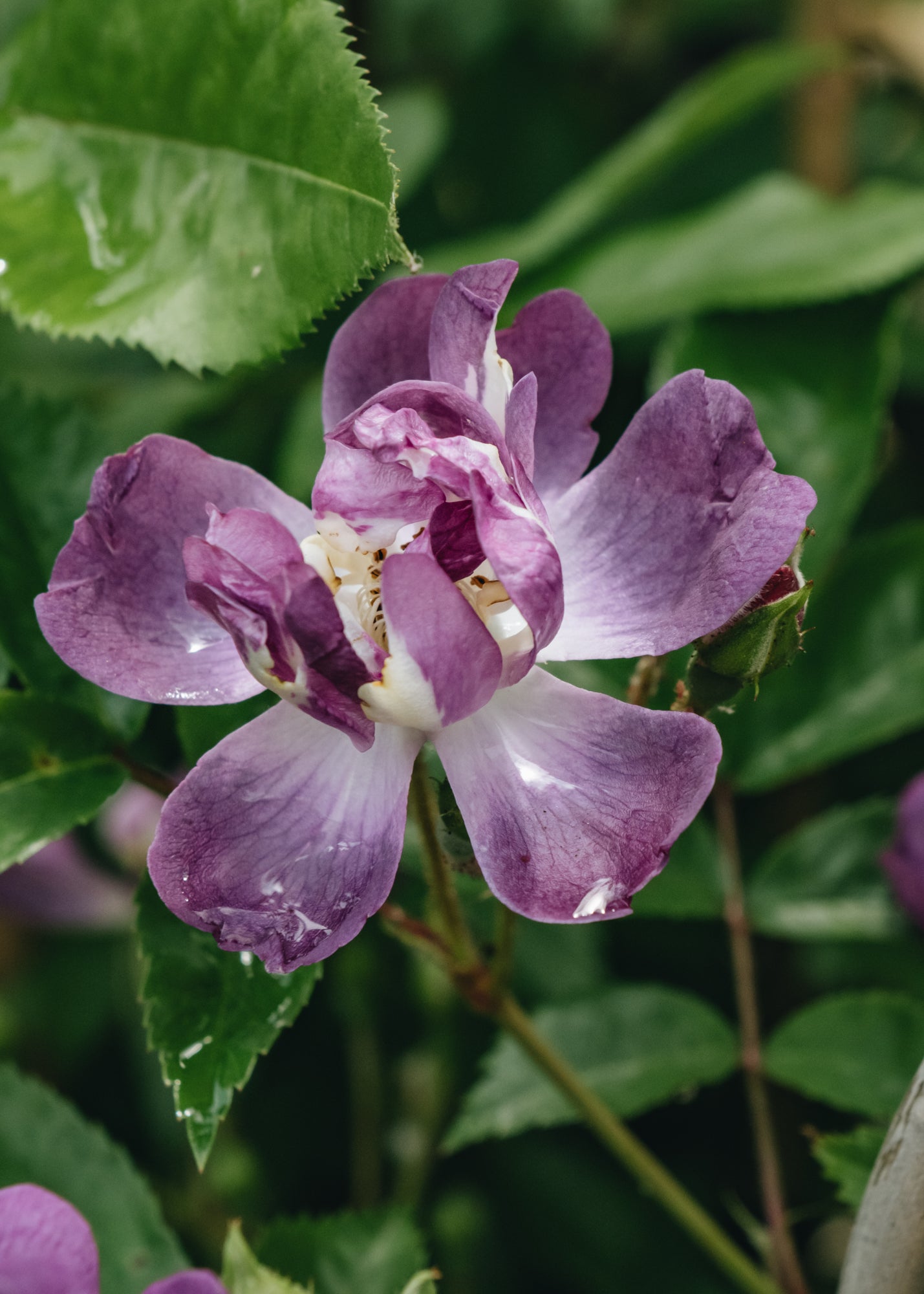 Rosa Veilchenblau AGM