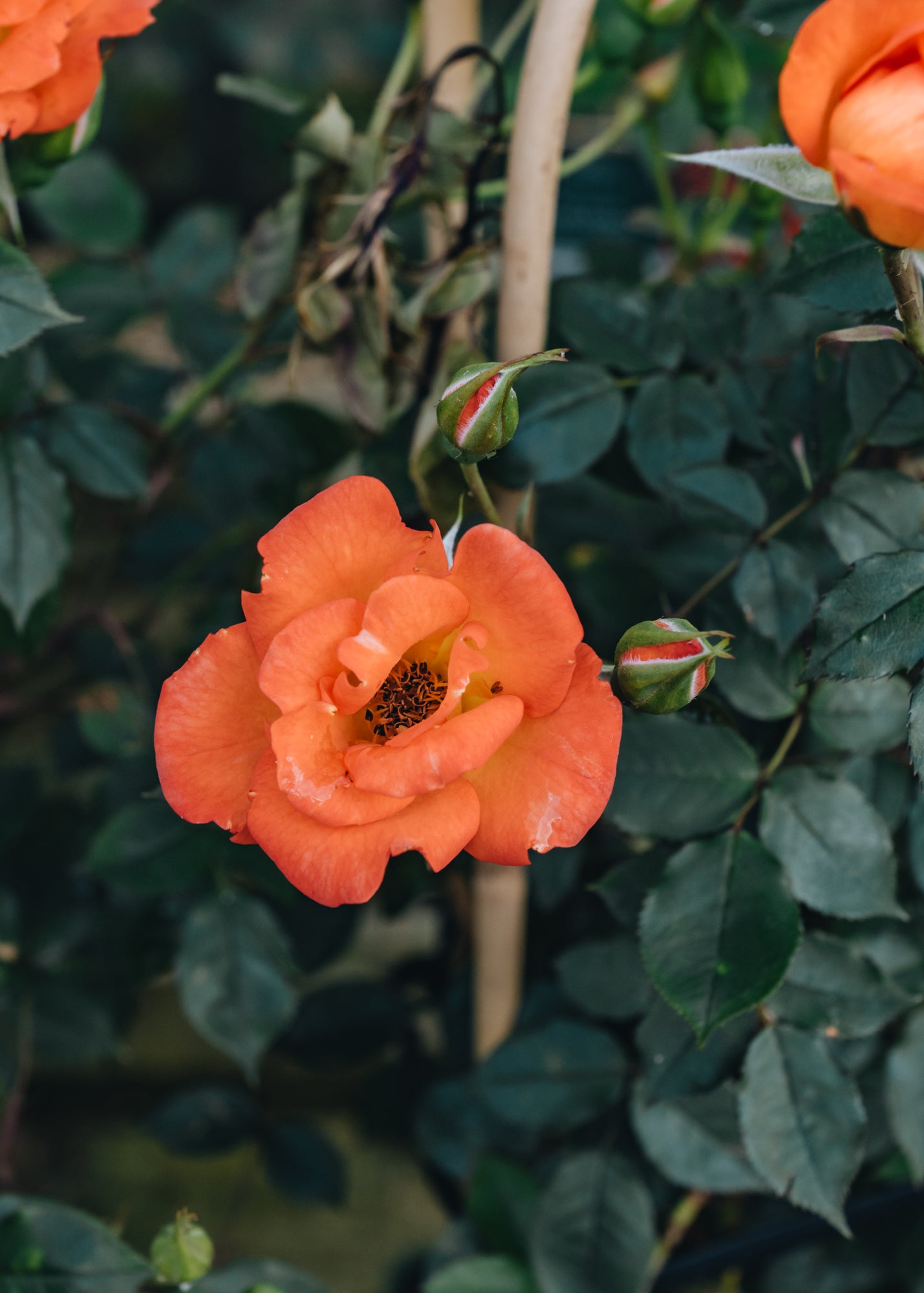 David Austin Rosa Warm Welcome | Burford Garden Co.