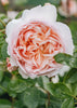 Rosa Wildeve®