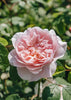 Rosa Wisley 2008®