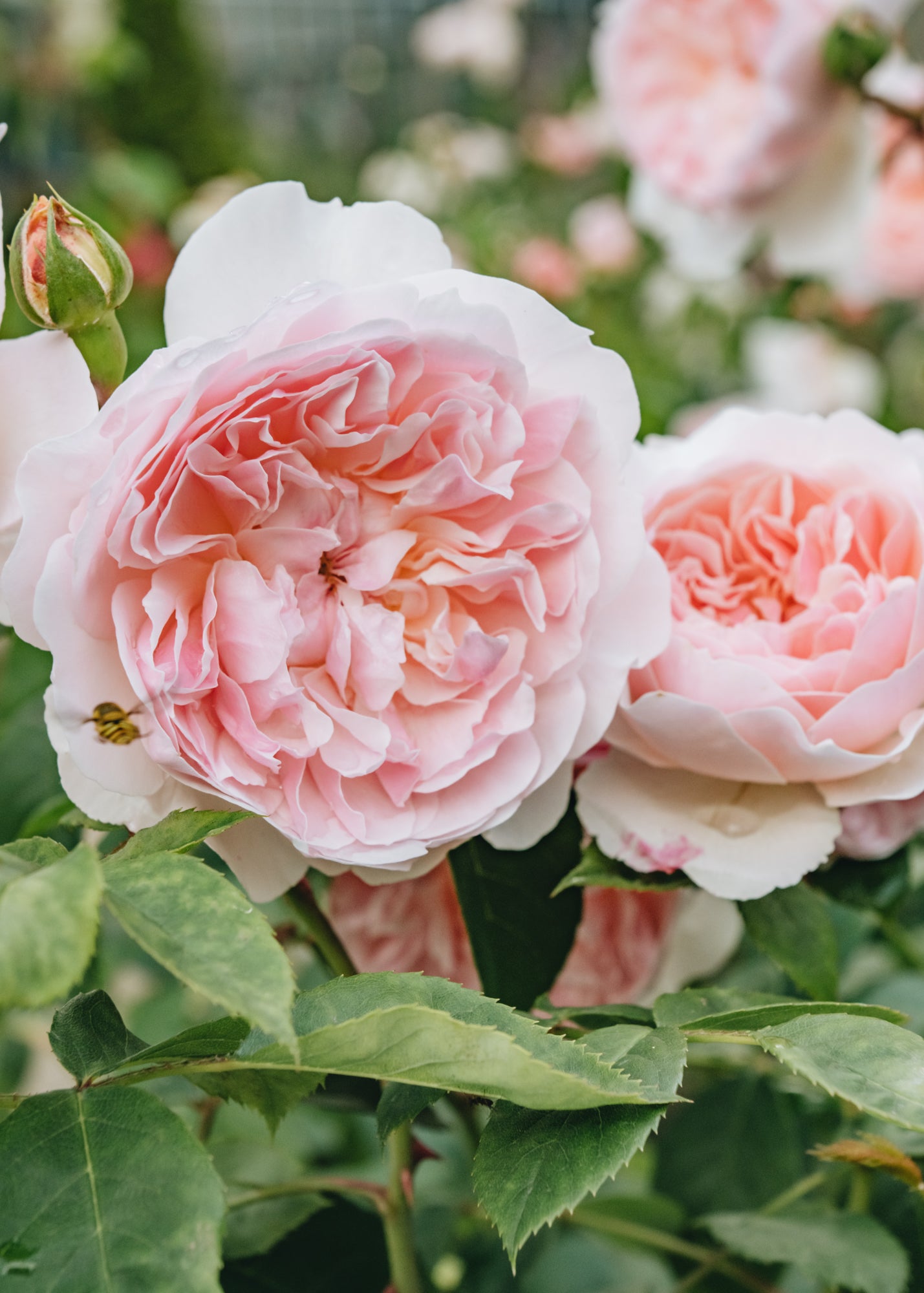 David Austin Roses David Austin Rosa Wisley 2008