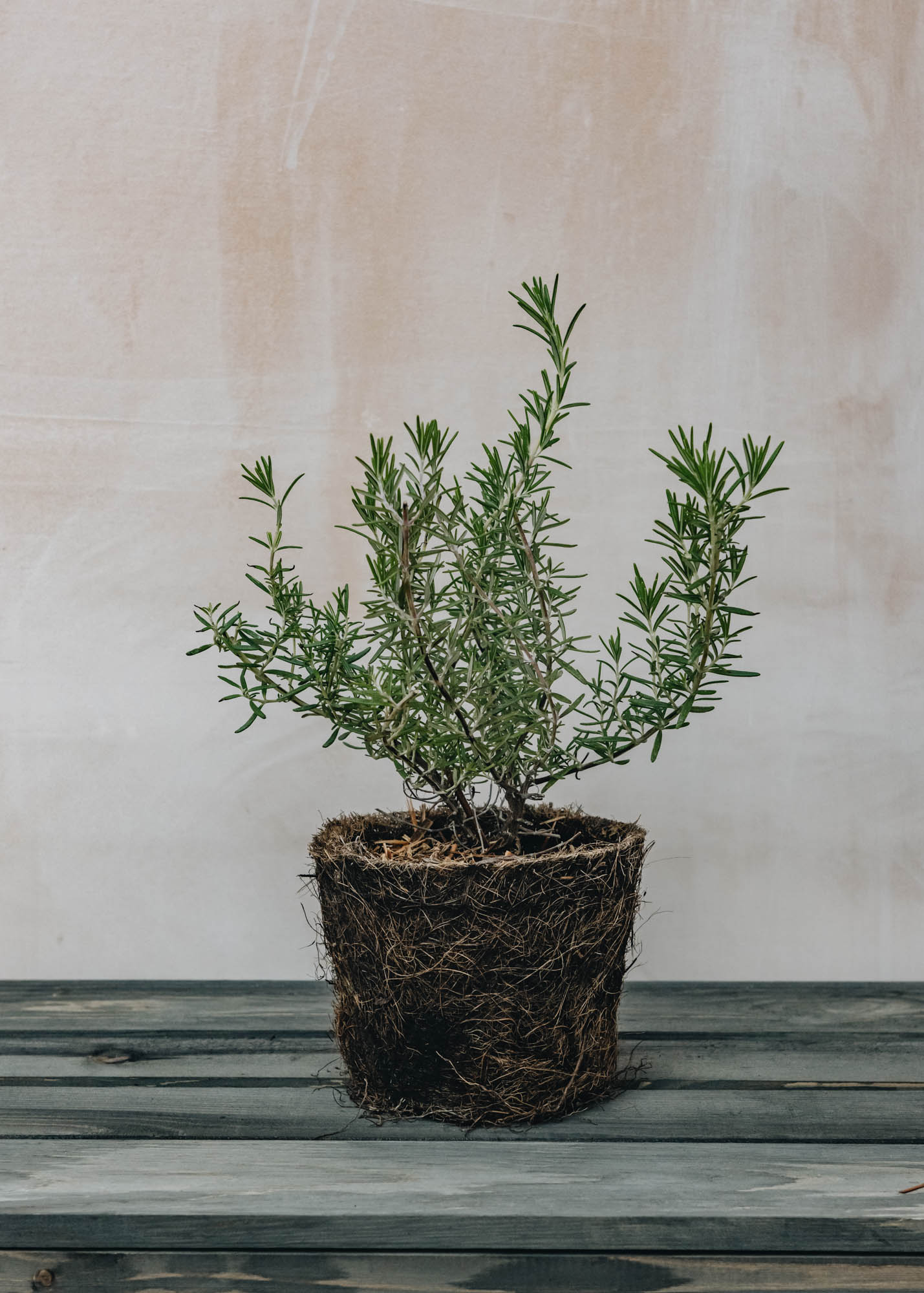 Hairy Pot Rosemary Prostrate, 1L