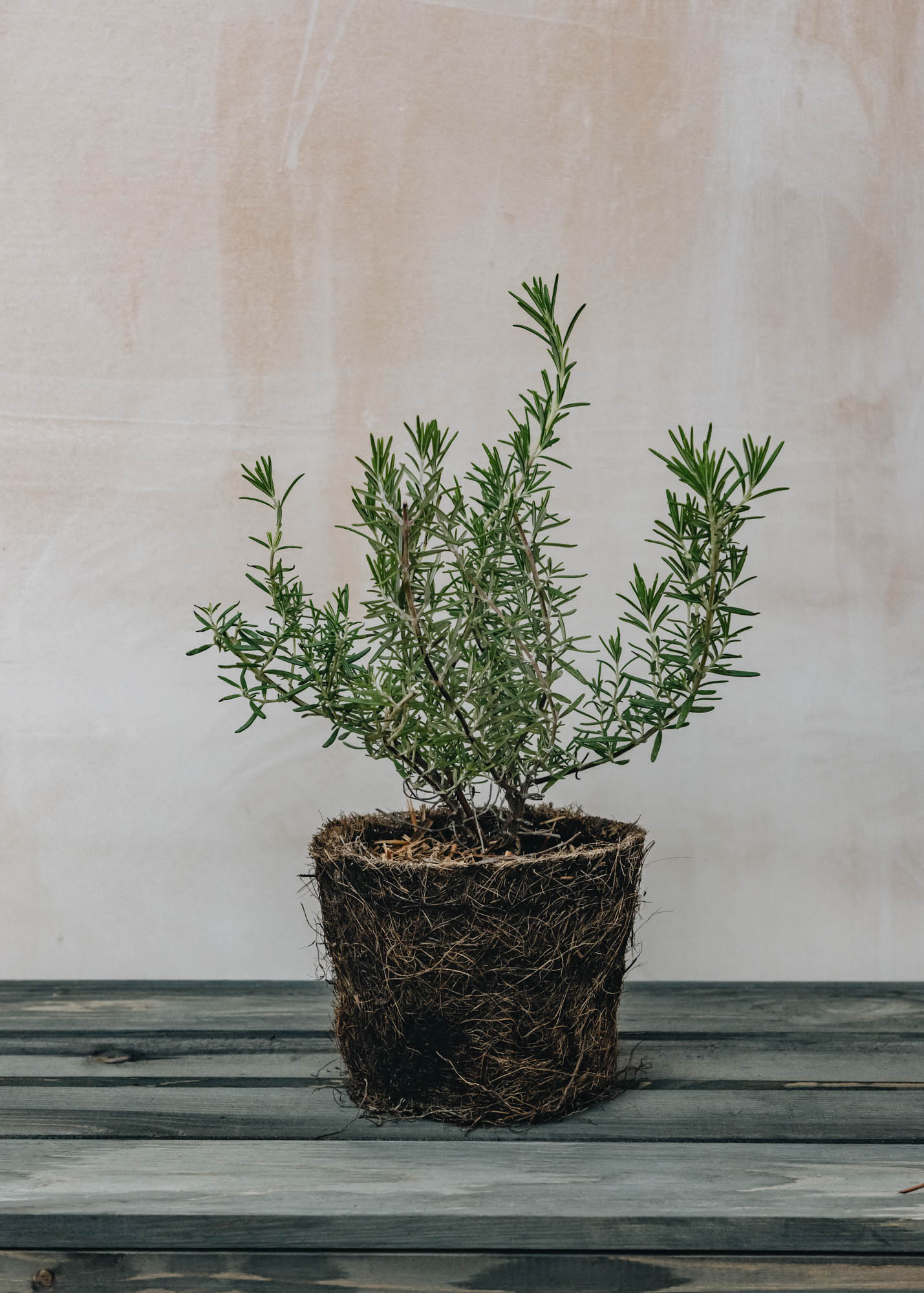 Rosemary Prostrate